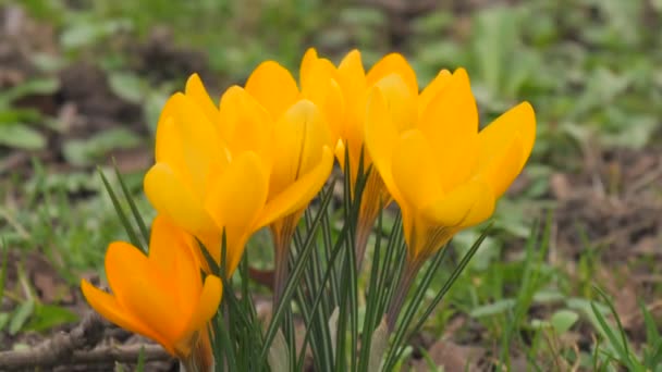Bahar Parkında Parlak Sarı Timsahlar Safran Çiçek Açar — Stok video