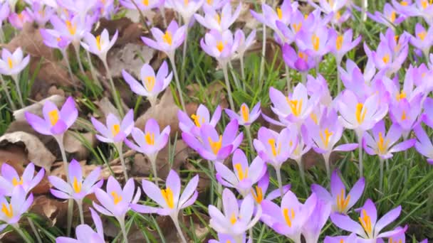 春の公園で紫色のワニやサフランが咲き 近くの景色を見る — ストック動画