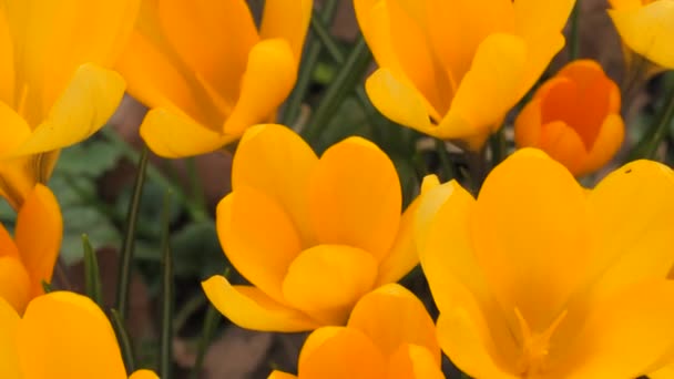 Яскраво Жовті Крокуси Або Шафранове Цвітіння Весняному Парку Крупним Планом — стокове відео