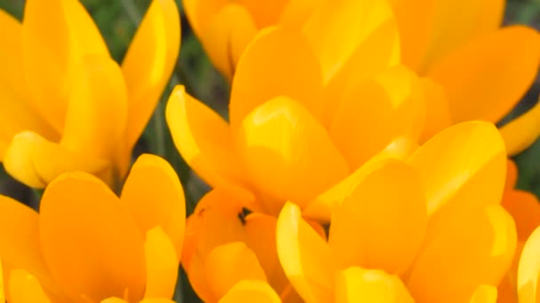Világos Sárga Crocuses Vagy Sáfrány Virágzás Tavaszi Parkban Közeli Kilátás — Stock videók