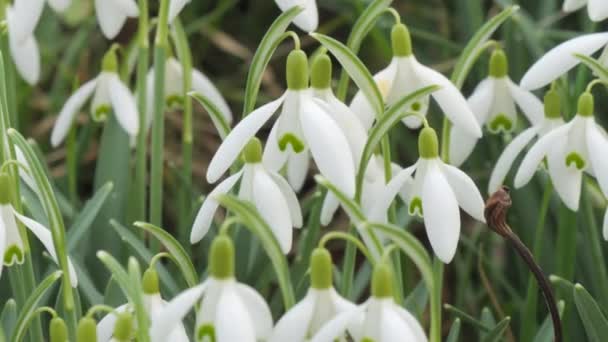 Harika Yumuşak Bahar Beyaz Kardamlaları Çimenlik Manzarada Çiçek Açıyor — Stok video