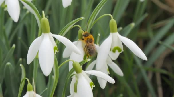 素晴らしい柔らかい春の雪が芝生の眺めに咲いています 花粉の美しい小さな蜂が座って花粉を施しています — ストック動画