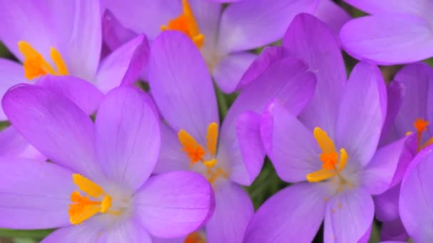 Purple Crocuses Saffron Blooming Spring Park Close View — Stock Video