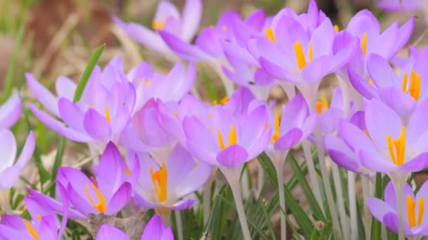 Azafrán Púrpura Azafrán Floreciendo Parque Primavera Vista Cerca — Vídeo de stock