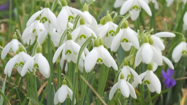 素晴らしい柔らかい春ホワイトスノードロップが芝生の景色に咲き 閉じる — ストック動画