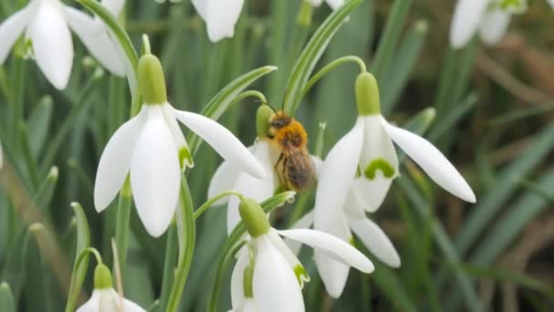 Чудові Ніжні Весняні Проліски Квітуть Газоні Крупним Планом Красива Маленька — стокове відео