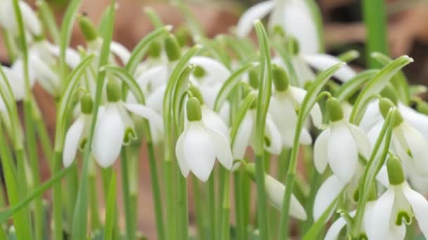 Maravilhoso Macio Primavera Branco Nevascas Florescendo Gramado Vista Perto — Vídeo de Stock