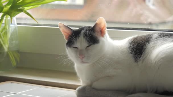 若い大人の黒と白のヨーロッパのショートヘアの猫が窓の上で休んでいる — ストック動画
