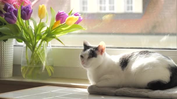 若い大人の黒と白のヨーロッパのショートヘアの猫が窓の上で休んでいる — ストック動画