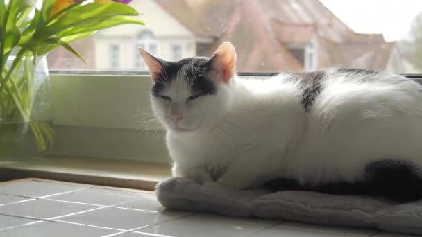 Seekor Kucing Shorthair Eropa Muda Berkulit Hitam Dan Putih Sedang — Stok Video
