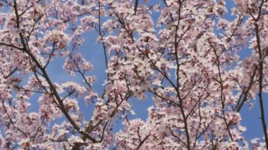 Mavi gökyüzünün arka planında güzel bahar kiraz çiçekleri rüzgarda sallanıyor, arılar ağır çekimde uçuyor..