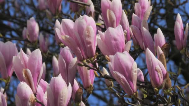 Magnolia Kwiaty Wkrótce Rozkwitną Drzewie Słoneczny Jasny Dzień Tle Błękitnego — Wideo stockowe
