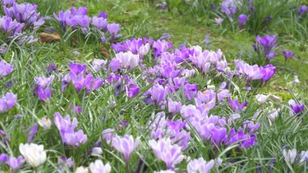 Piękny Kwitnący Niebieski Szafran Lub Krokus Wiosennym Ogrodzie — Wideo stockowe