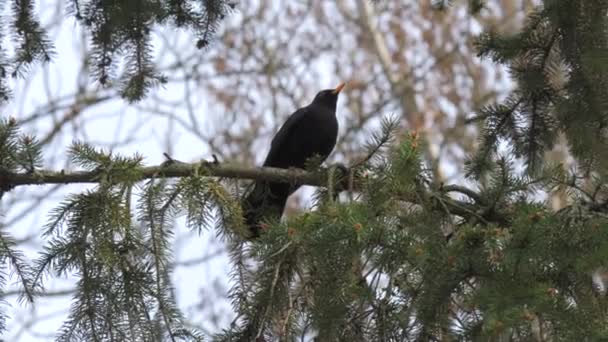Blackbird Sits Tree Branch Garden Turdus Merula — Stock Video