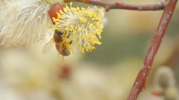 蜜蜂腿上有花蜜 在大自然中给花朵授粉 闭合慢动作 — 图库视频影像