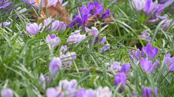 Çiçek Açan Güzel Mavi Safran Bahar Bahçesindeki Kruvazör — Stok video