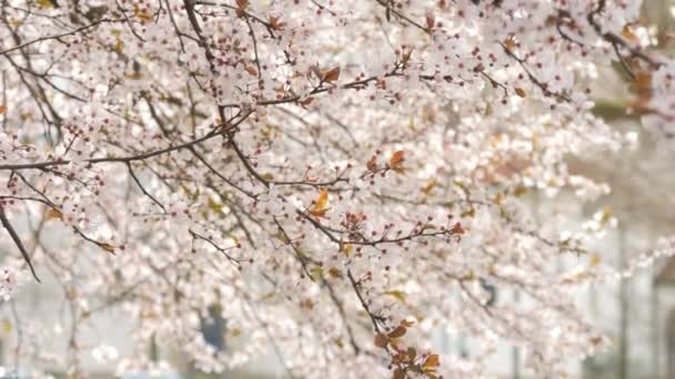 美丽的春天 树枝上的白樱花在风中摇曳 蜜蜂在慢动作中四处飞舞 — 图库视频影像