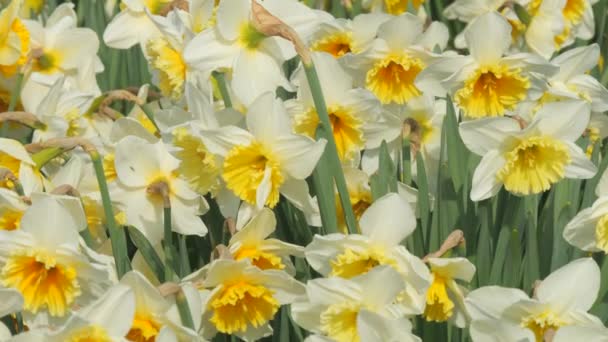 Pole Bílých Narcisů Kvete Jarním Dni Parku Zpomalené Včely Lítají — Stock video