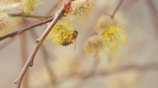 Egy Méh Nektárral Lábán Beporoz Egy Virágot Természetben Lassított Felvétel — Stock videók
