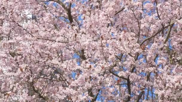 Piękne Wiosenne Kwiaty Wiśni Tle Błękitnego Nieba Kołyszą Się Wietrze — Wideo stockowe