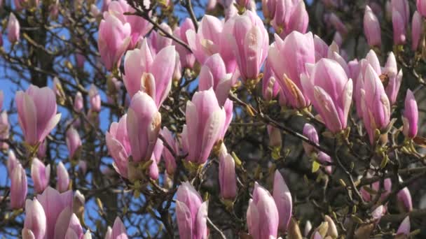 在晴朗的晴天里 在蓝天慢动作的背景下 木兰花很快就会绽放在树上 — 图库视频影像