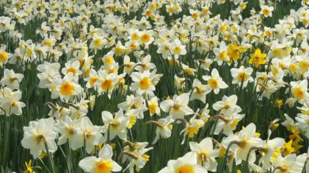 Campo Narcisos Brancos Floresce Dia Primavera Parque Abelhas Câmera Lenta — Vídeo de Stock