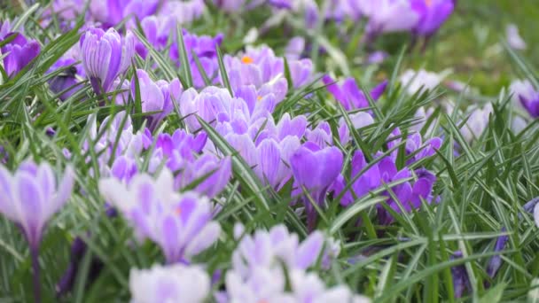 Çiçek Açan Güzel Mavi Safran Bahar Bahçesindeki Kruvazör — Stok video