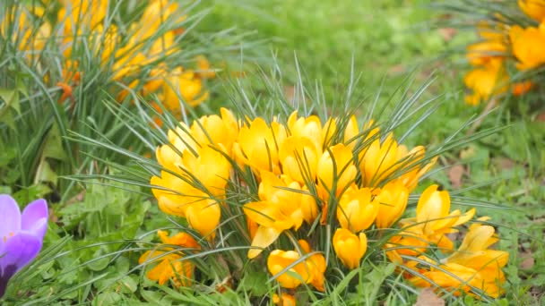 Krásný Kvetoucí Žlutý Šafrán Nebo Krokus Jarní Zahradě — Stock video