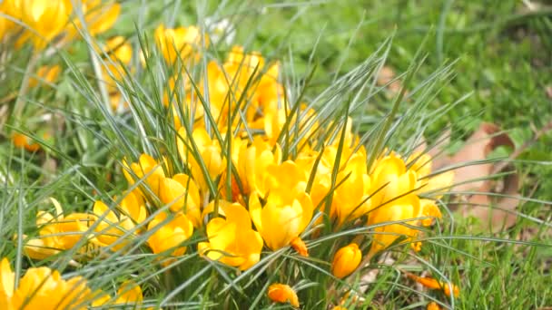Hermosa Floración Azafrán Amarillo Azafrán Jardín Primavera — Vídeo de stock