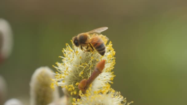 Пчела Нектаром Ноге Опыляет Цветок Природе Закрыть Замедленное Движение — стоковое видео