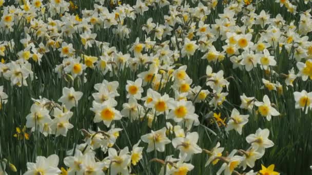 Pole Białych Żonkili Kwitnie Wiosenny Dzień Parku Wolno Poruszające Pszczoły — Wideo stockowe