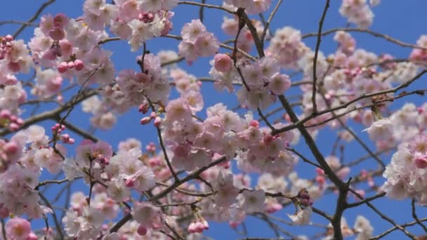 春天美丽的樱花在蓝天的衬托下在风中摇曳 蜜蜂在缓慢地飞舞 — 图库视频影像