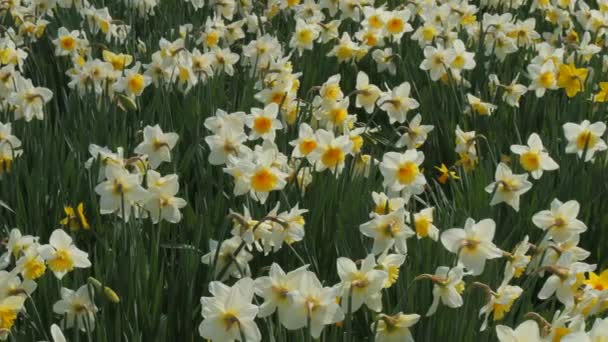 Поле Білих Нарцисів Цвіте Весняний День Парку Повільні Бджоли Літають — стокове відео