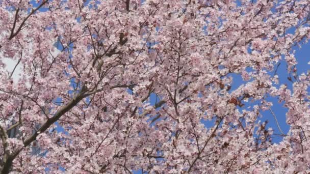 Gyönyörű Tavaszi Cseresznyevirágok Kék Hátterében Ringatóznak Szélben Méhek Repkednek Lassított — Stock videók