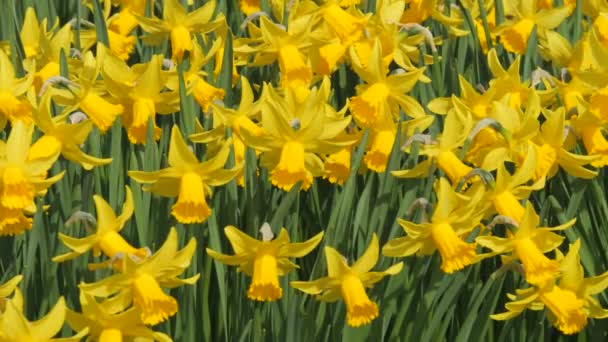 Pole Żółtych Żonkili Kwitnie Wiosenny Dzień Parku Wolno Poruszające Pszczoły — Wideo stockowe