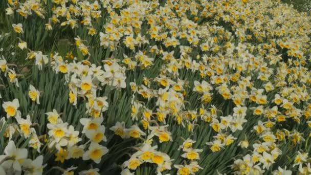 Поле Белых Нарциссов Цветет Весенний День Парке Вокруг Летают Замедленные — стоковое видео