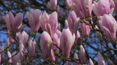 Magnolia çiçekleri yakında güneşli bir günde ağaçta açacaklar mavi gökyüzünün arka planında ağır çekimde..