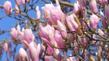 Magnolia çiçekleri yakında güneşli bir günde ağaçta açacaklar mavi gökyüzünün arka planında ağır çekimde..