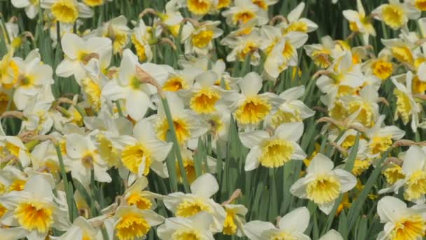 春天的一天 在公园里 一片片白色的水仙花盛开 蜜蜂在慢慢地飞来飞去 — 图库视频影像