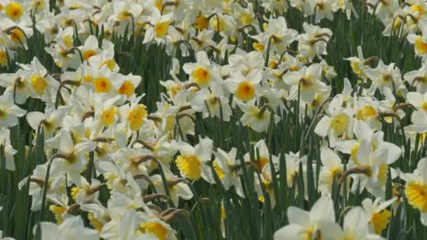 Daffodils의 필드는 공원에서 봄날에 슬로우 꿀벌은 주위를 — 비디오