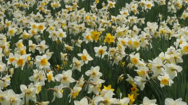 Pole Bílých Narcisů Kvete Jarním Dni Parku Zpomalené Včely Lítají — Stock video