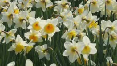 Bir bahar günü parkta beyaz nergislerden oluşan bir tarla çiçek açar. Yavaş çekimde arılar uçuşur..