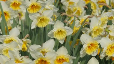 Bir bahar günü parkta beyaz nergislerden oluşan bir tarla çiçek açar. Yavaş çekimde arılar uçuşur..