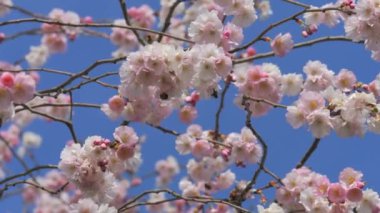 Mavi gökyüzünün arka planında güzel bahar kiraz çiçekleri rüzgarda sallanıyor, arılar ağır çekimde uçuyor..