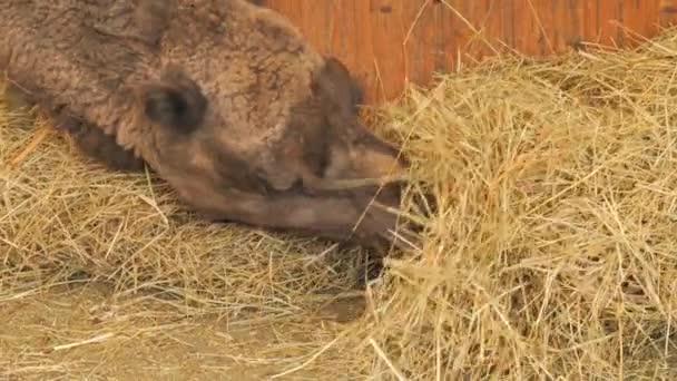 Αστεία Καφέ Καμήλα Φάρμα Ζωολογικό Κήπο Που Τρώει Σανό — Αρχείο Βίντεο