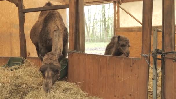 Смешной Коричневый Одногорбый Верблюд Ферме Зоопарке Поедающий Сено Рядом Верблюдицей — стоковое видео