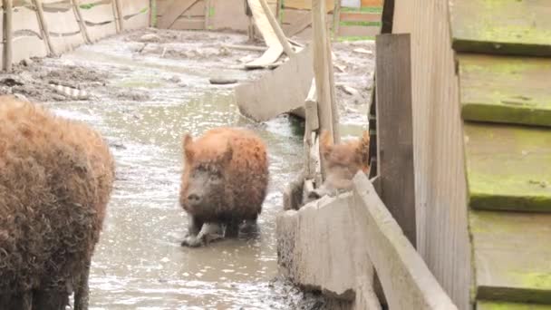 農場の泥の中で面白い髪の茶色の豚 — ストック動画