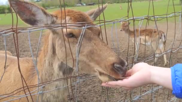 フェンスの後ろのかわいい鹿 人間の手のゆっくりとした動きから草を食べる — ストック動画