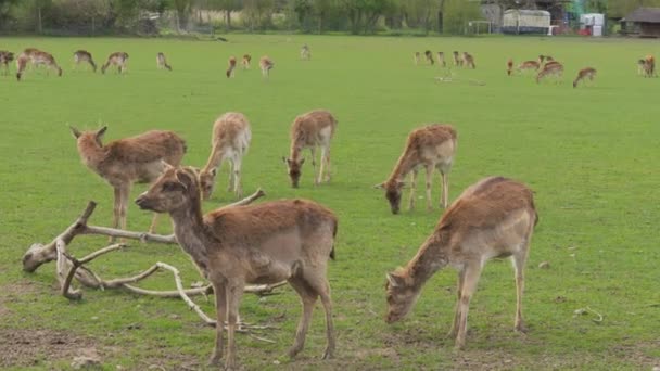 グリーンフィールドに多数の鹿とロー鹿 — ストック動画