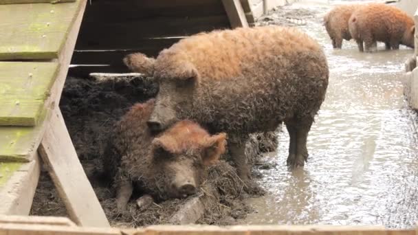 农场的烂泥里有奇怪的毛茸茸的棕色猪 — 图库视频影像